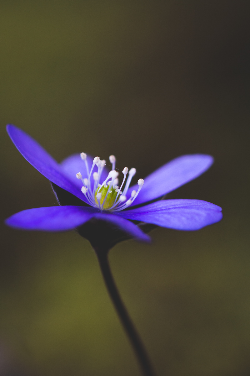 Il fiore del vento di Monic