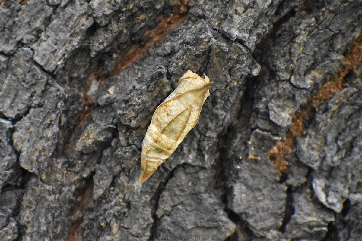 Common bluebottle (pupa)