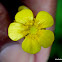 Creeping Buttercup