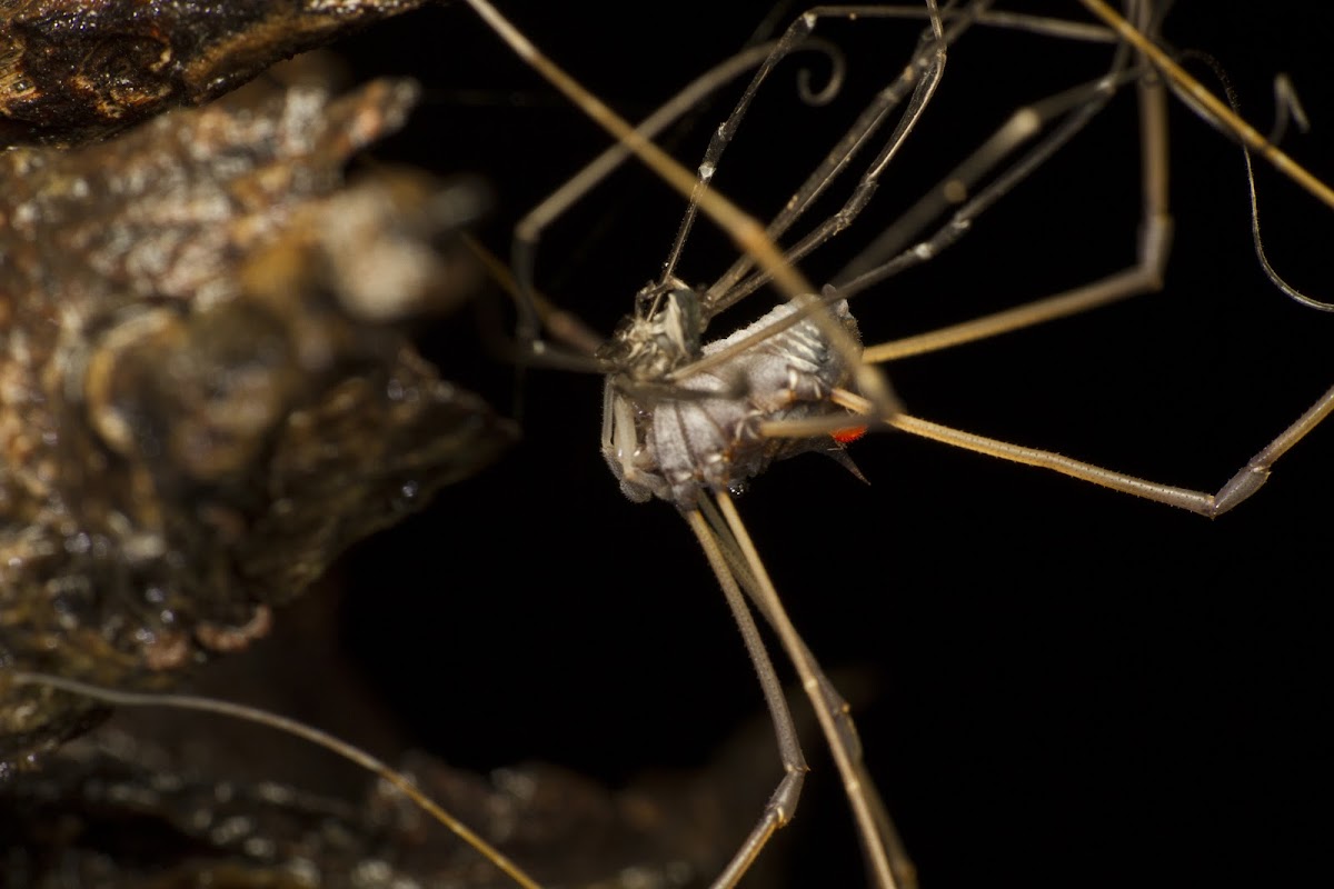 Harvestman