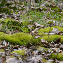 Green Moss