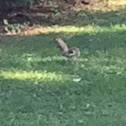 Eastern gray squirrel