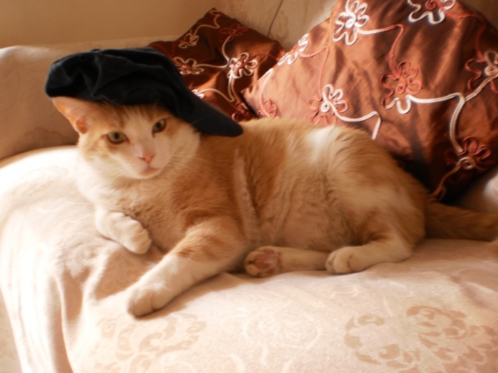 Anche i gatti amano i cappelli. di robrossi