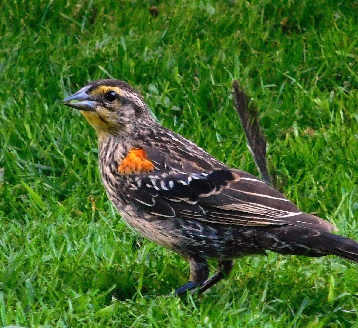 Red-winged Blackbird