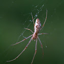 Araña (Spider)