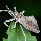 Assassin bug