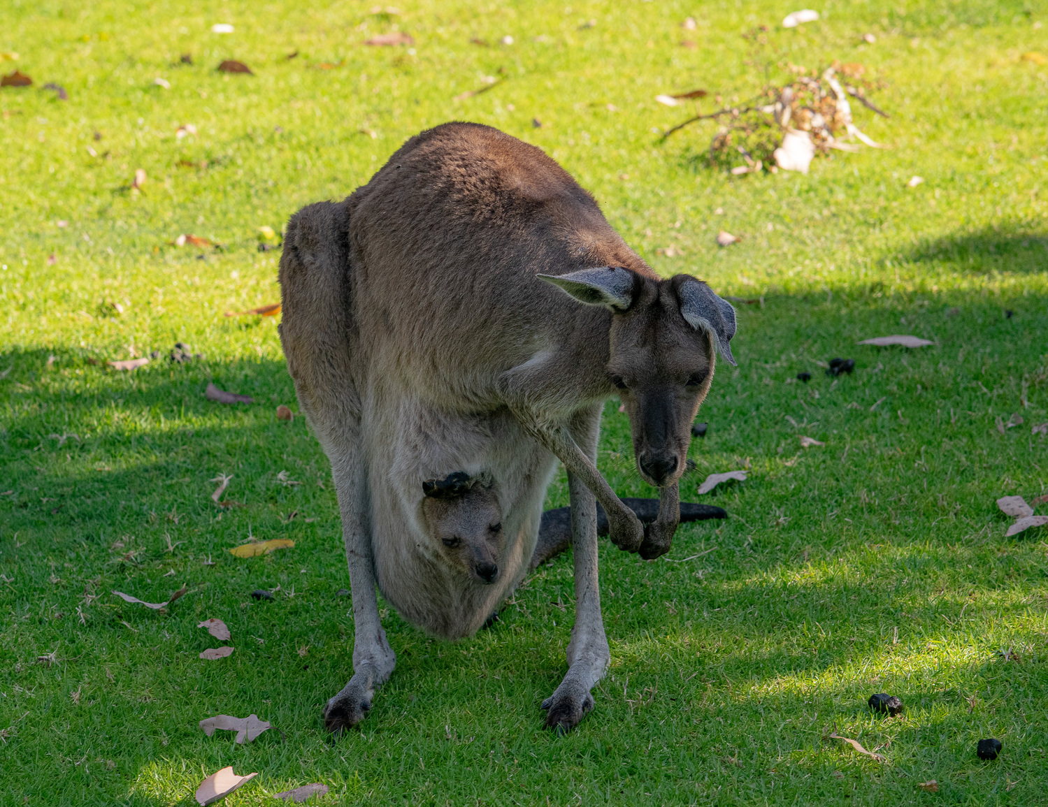 Western Grey Kangaroo di MorellatoFotoLab