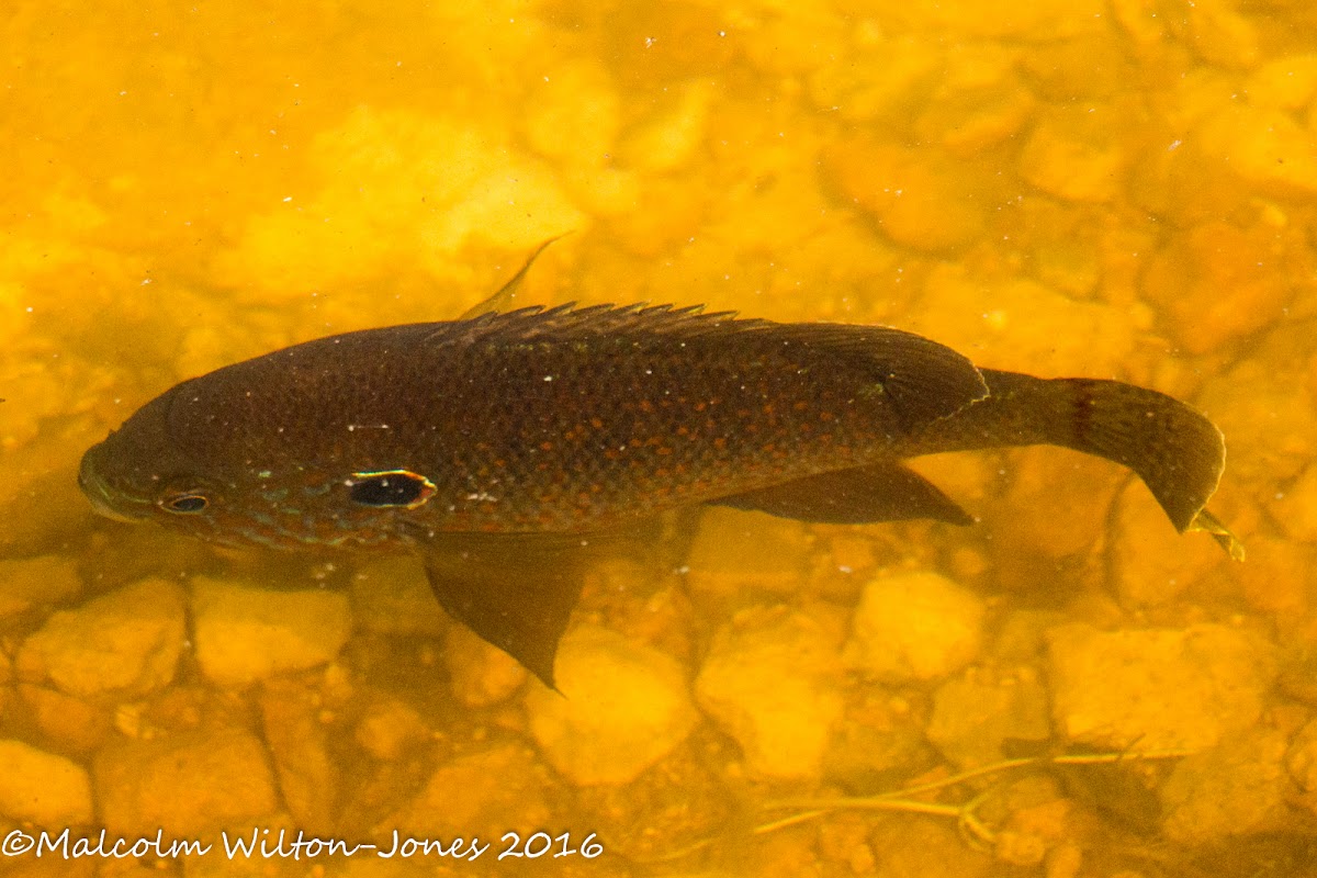 Bluegill Sunfish