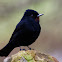 Maria-preta-de-garganta-vermelha(Velvety Black-Tyrant)