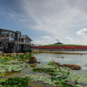 House and lotus pond