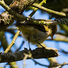 Willow Warbler