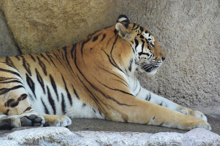 いく③さんが投稿したえぬのすけ・動物園・シロクマ・オムライス・ソフトクリームに関するカスタム事例の投稿画像6枚目
