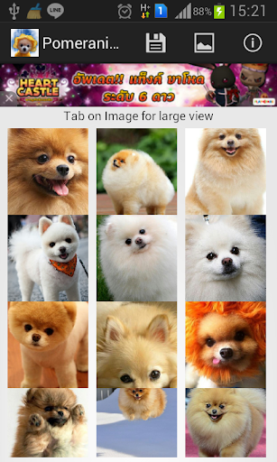 Pomeranian Puppies Wallpaper