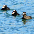 Surf Scoter