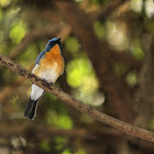 Tickell's Blue Flycatcher