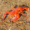 Signal Crayfish