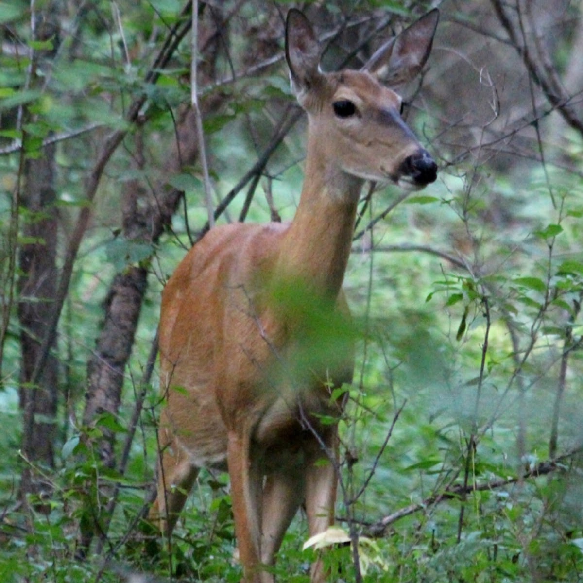 White-tailed Deer (Female)