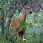 White-tailed Deer (Female)