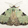 Green Leuconycta