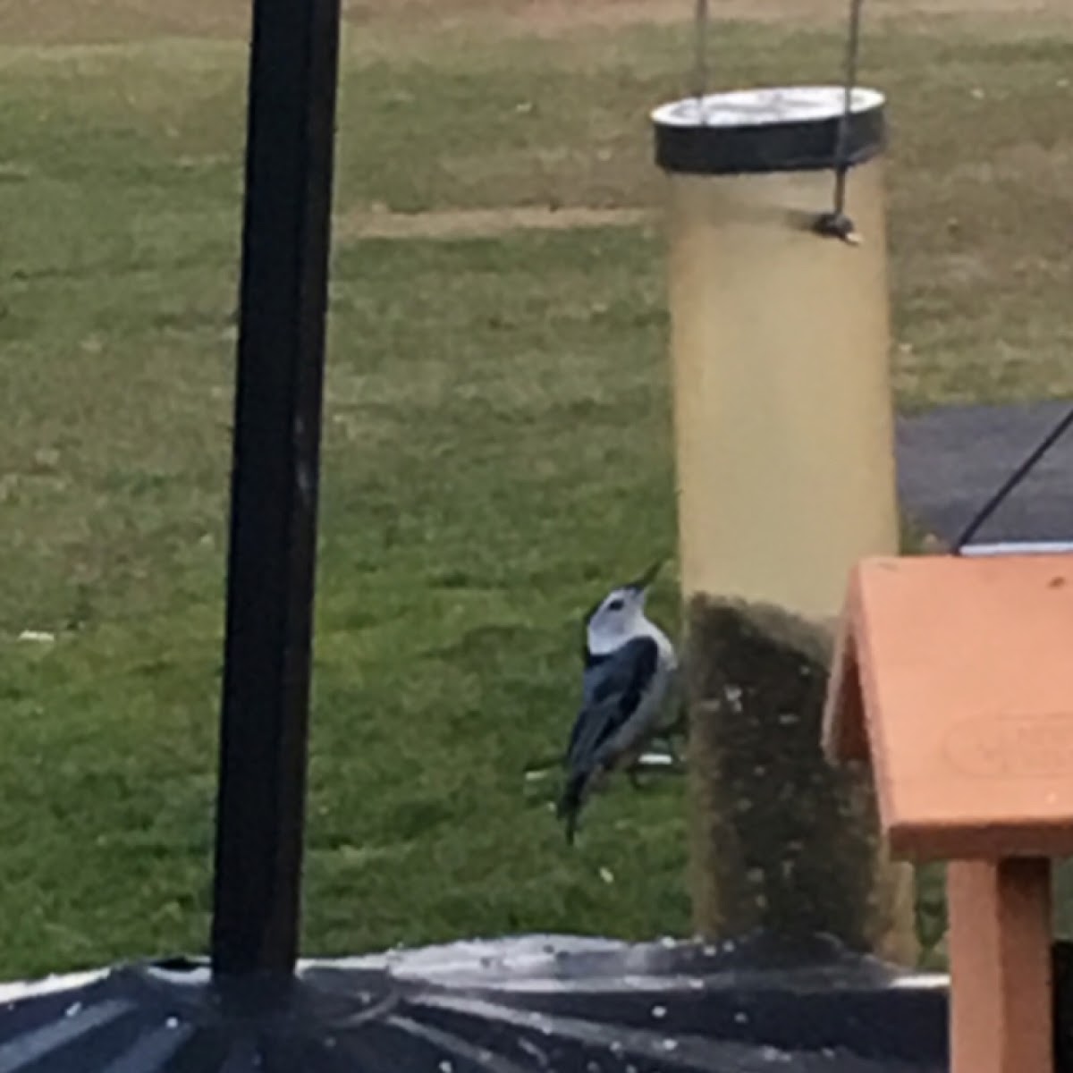 White-breasted Nuthatch