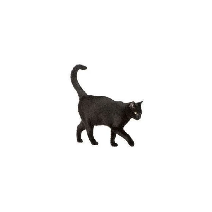 「『黒猫の軌跡』第1話」のメインビジュアル