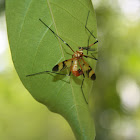 Crane Fly