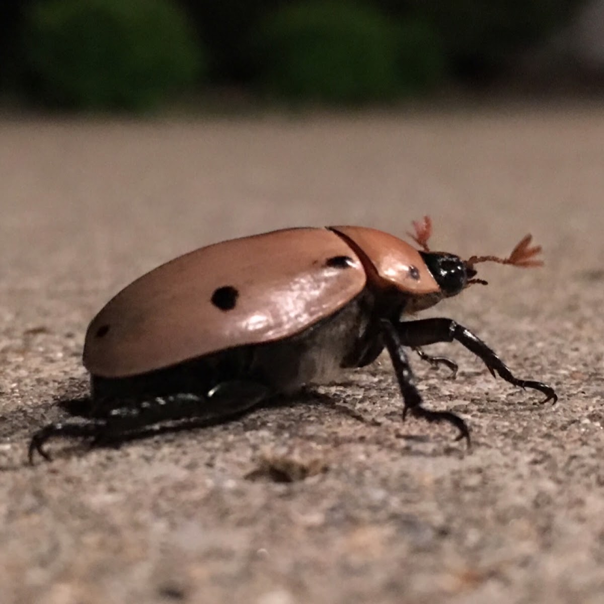 Spotted June Bug