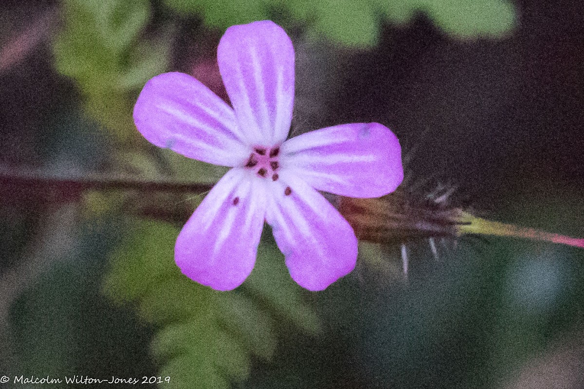 Herb-robert