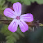 Herb-robert