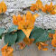 Bougainvillea(Yellow)