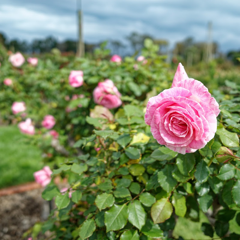 2022-10 Werribee Park Rose Garden