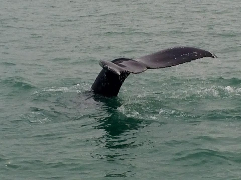 Humpback Whale