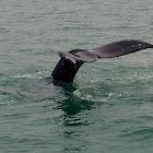 Humpback Whale