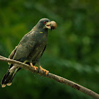 Snail Kite