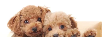 犬を守ります