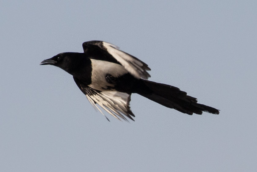 Magpie; Urraca