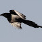 Magpie; Urraca