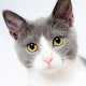 Download 100+ Cats Wallpaper For PC Windows and Mac 1.5