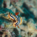 Nudibranch