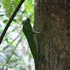 Hump Snout Lizard