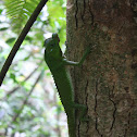 Hump Snout Lizard