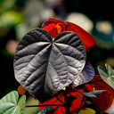 Purple leaf heart