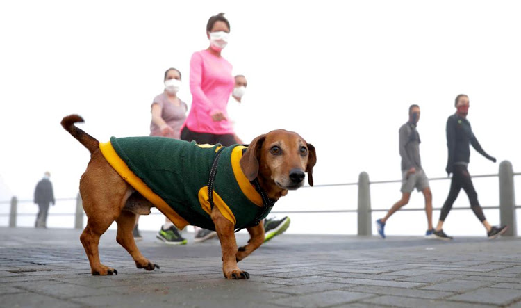 It was a misty and cool morning, but that did not deter dogs and their owners from strolling on the Sea Point promenade in Cape Town.