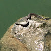 Lake Erie Water Snake