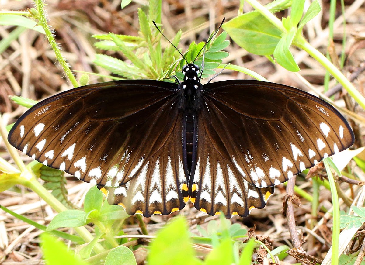 Common Mime