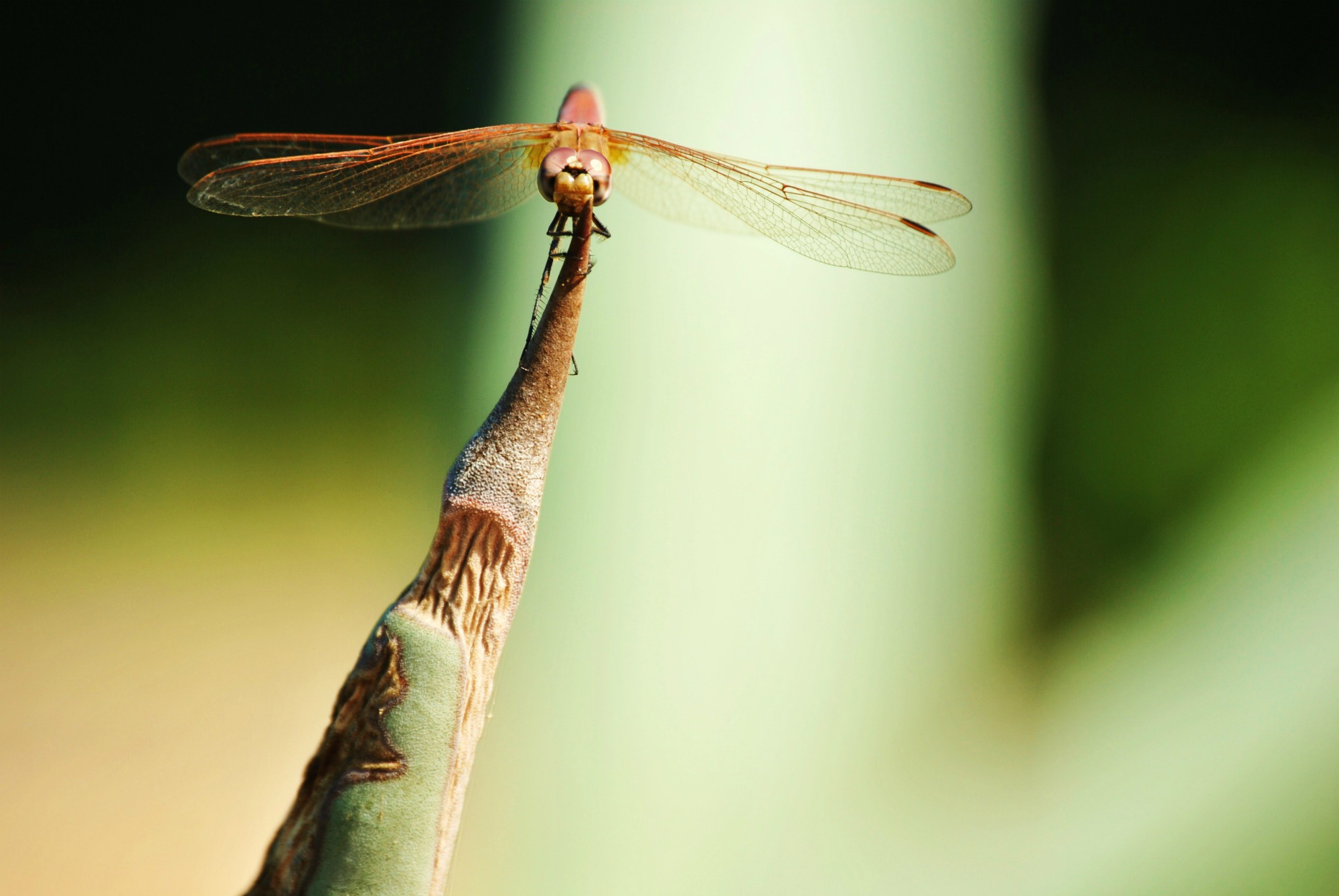 Dragonfly di MCPhoto