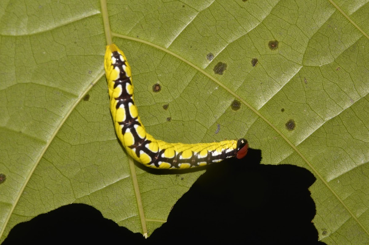 Moth Caterpillar