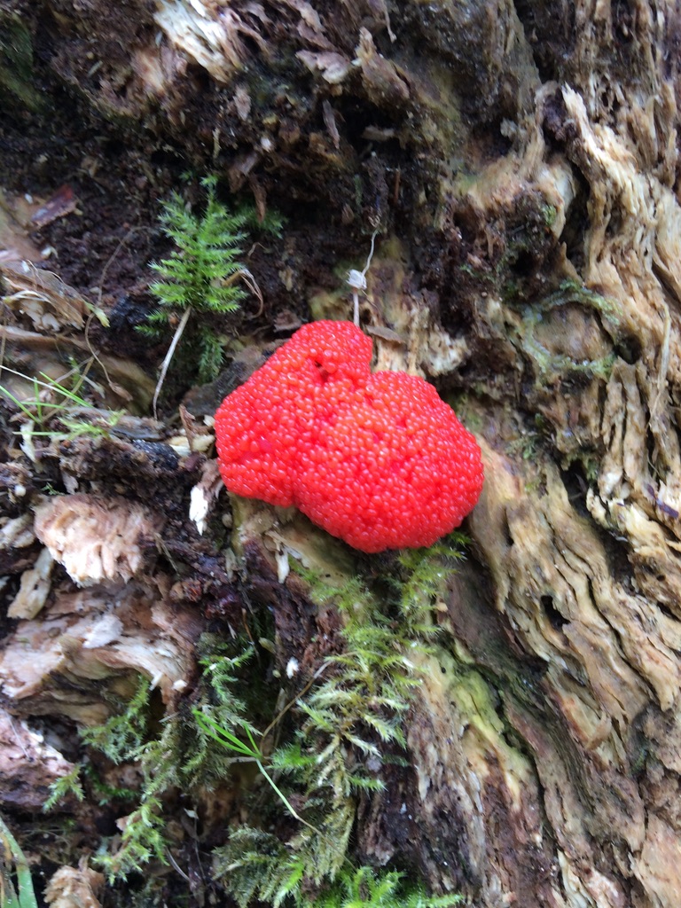 Raspberry Slime Mould