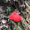 Raspberry Slime Mould