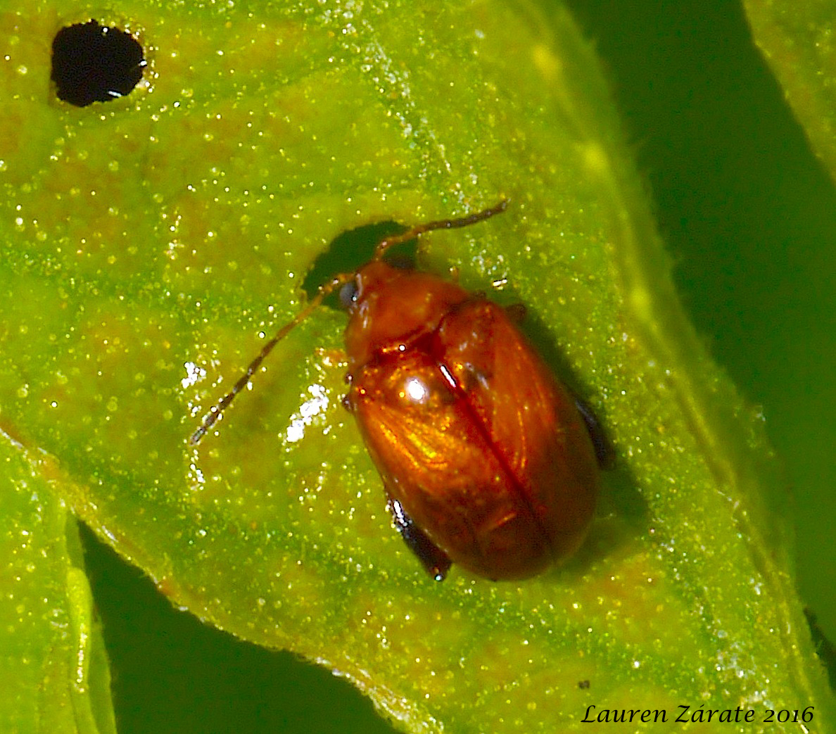 Tiny Leaf Beetle